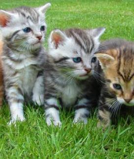 How To Select the Best Cat Litter For Your Pet?